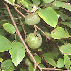 Annona cherimola.<br>Photographer: John Smith-Dodsworth, Licence: <a target='_blank' href='https://creativecommons.org/licenses/by-nc/4.0'>CC BY-NC</a>.