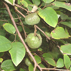 Annona cherimola