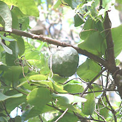 Annona cherimola.<br>Photographer: John Smith-Dodsworth, Licence: <a target='_blank' href='https://creativecommons.org/licenses/by-nc/4.0'>CC BY-NC</a>.