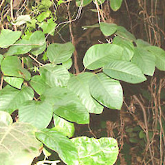 Annona cherimola.<br>Photographer: John Smith-Dodsworth, Licence: <a target='_blank' href='https://creativecommons.org/licenses/by-nc/4.0'>CC BY-NC</a>.