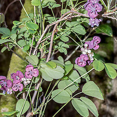 Horoeka Scenic Reserve, Stokes Valley, Lower Hutt.<br>Photographer: Jeremy R. Rolfe, Date taken: 02/10/2016, Licence: <a target='_blank' href='https://creativecommons.org/licenses/by/4.0'>CC BY</a>. <a class='member-message' href='/nzpcn/why-join-nzpcn/' target='_blank'>Members can view a larger version of this image.</a>