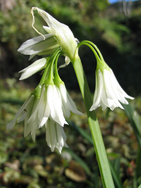 Allium triquetrum • New Zealand Plant Conservation Network