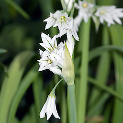 Allium triquetrum