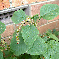 Amaranthus graecizans, garden weed, One Tree Hill, Auckland.<br>Photographer: John Smith-Dodsworth, Licence: <a target='_blank' href='https://creativecommons.org/licenses/by-nc/4.0'>CC BY-NC</a>. <a class='member-message' href='/nzpcn/why-join-nzpcn/' target='_blank'>Members can view a larger version of this image.</a>