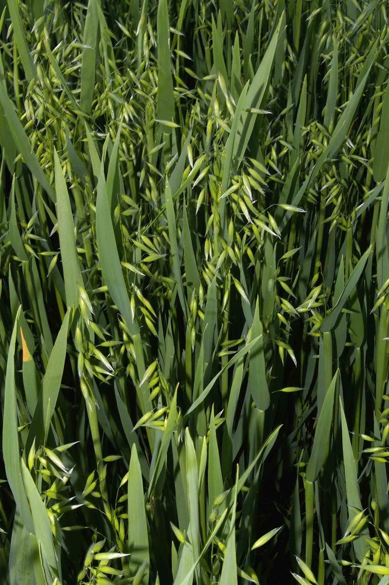 Avena sativa  New Zealand Plant Conservation Network