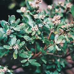 Baccharis halimifolia