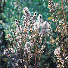 Baccharis halimifolia.<br>Photographer: Auckland Regional Council, Licence: Public domain.