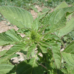 Amaranthus viridis.<br>Photographer: John Smith-Dodsworth, Licence: <a target='_blank' href='https://creativecommons.org/licenses/by-nc/4.0'>CC BY-NC</a>.