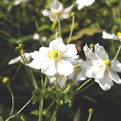 Hybrids.<br>Photographer: John Smith-Dodsworth, Licence: <a target='_blank' href='https://creativecommons.org/licenses/by-nc/4.0'>CC BY-NC</a>.