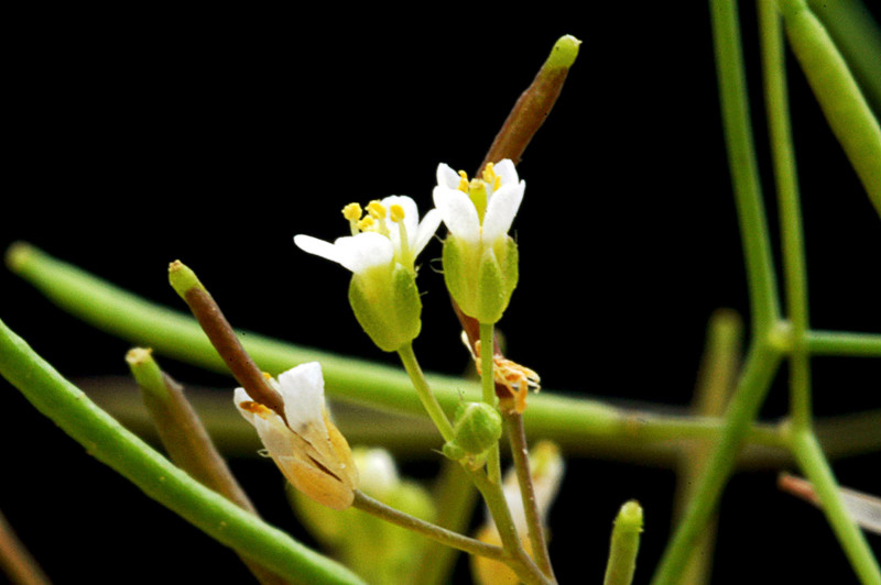Arabidopsis thaliana • New Zealand Plant Conservation Network