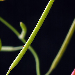 Immature silique. Whanganui. Mar 2012.<br>Photographer: Colin C. Ogle, Licence: <a target='_blank' href='https://creativecommons.org/licenses/by-nc/4.0'>CC BY-NC</a>. <a class='member-message' href='/nzpcn/why-join-nzpcn/' target='_blank'>Members can view a larger version of this image.</a>
