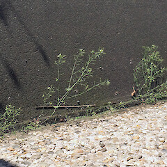 Base of building wall, Dunedin.<br>Photographer: Jeremy R. Rolfe, Date taken: 09/10/2015, Licence: <a target='_blank' href='https://creativecommons.org/licenses/by/4.0'>CC BY</a>. <a class='member-message' href='/nzpcn/why-join-nzpcn/' target='_blank'>Members can view a larger version of this image.</a>