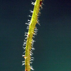 Cauline leaf edge with branched hairs.<br>Photographer: Colin C. Ogle, Date taken: 13/10/2014, Licence: <a target='_blank' href='https://creativecommons.org/licenses/by-nc/4.0'>CC BY-NC</a>. <a class='member-message' href='/nzpcn/why-join-nzpcn/' target='_blank'>Members can view a larger version of this image.</a>
