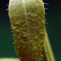 Cauline leaf, upper surface with branched hairs.<br>Photographer: Colin C. Ogle, Date taken: 10/11/2014, Licence: <a target='_blank' href='https://creativecommons.org/licenses/by-nc/4.0'>CC BY-NC</a>. <a class='member-message' href='/nzpcn/why-join-nzpcn/' target='_blank'>Members can view a larger version of this image.</a>