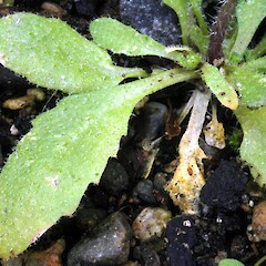 Rosette leaves, Forres Street, Wanganui.<br>Photographer: Colin C. Ogle, Date taken: 10/11/2014, Licence: <a target='_blank' href='https://creativecommons.org/licenses/by-nc/4.0'>CC BY-NC</a>. <a class='member-message' href='/nzpcn/why-join-nzpcn/' target='_blank'>Members can view a larger version of this image.</a>