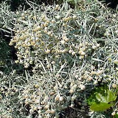 Artemisia arborescens
