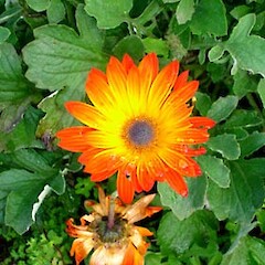 Arctotis stoechadifolia