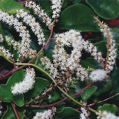 Anredera cordifolia