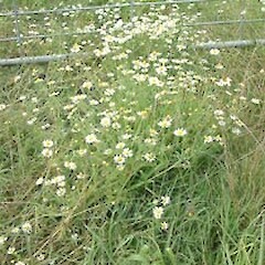 Anthemis cotula