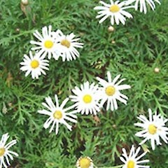 Argyranthemum frutescens