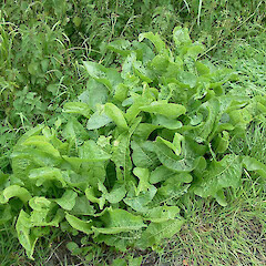 Armoracia rusticana.<br>Photographer: John Smith-Dodsworth, Licence: <a target='_blank' href='https://creativecommons.org/licenses/by-nc/4.0'>CC BY-NC</a>. <a class='member-message' href='/nzpcn/why-join-nzpcn/' target='_blank'>Members can view a larger version of this image.</a>