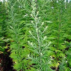 Artemisia verlotiorum