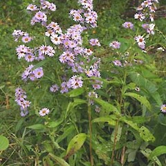 Symphyotrichum novi-belgii hybrids
