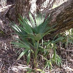 Trachycarpus fortunei.<br>Photographer: Richard Hursthouse, Licence: <a target='_blank' href='https://creativecommons.org/licenses/by/4.0'>CC BY</a>.