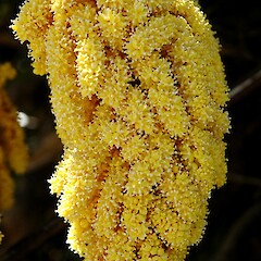 In cultivation, Whanganui. Oct 2007.<br>Photographer: Colin C. Ogle, Licence: <a target='_blank' href='https://creativecommons.org/licenses/by-nc/4.0'>CC BY-NC</a>. <a class='member-message' href='/nzpcn/why-join-nzpcn/' target='_blank'>Members can view a larger version of this image.</a>