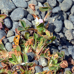 Palliser Bay. Nov 2012.<br>Photographer: Patrick Enright, Licence: All rights reserved. <a class='member-message' href='/nzpcn/why-join-nzpcn/' target='_blank'>Members can view a larger version of this image.</a>