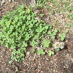 Trifolium repens.<br>Photographer: John Smith-Dodsworth, Licence: <a target='_blank' href='https://creativecommons.org/licenses/by-nc/4.0'>CC BY-NC</a>.