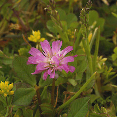 Trifolium resupinatum.<br>Photographer: John Smith-Dodsworth, Licence: <a target='_blank' href='https://creativecommons.org/licenses/by-nc/4.0'>CC BY-NC</a>. <a class='member-message' href='/nzpcn/why-join-nzpcn/' target='_blank'>Members can view a larger version of this image.</a>