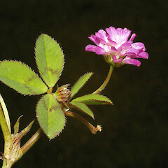 Trifolium resupinatum.<br>Photographer: John Smith-Dodsworth, Licence: <a target='_blank' href='https://creativecommons.org/licenses/by-nc/4.0'>CC BY-NC</a>. <a class='member-message' href='/nzpcn/why-join-nzpcn/' target='_blank'>Members can view a larger version of this image.</a>