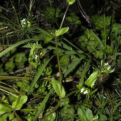 Valerianella locusta.<br>Photographer: John Smith-Dodsworth, Licence: <a target='_blank' href='https://creativecommons.org/licenses/by-nc/4.0'>CC BY-NC</a>. <a class='member-message' href='/nzpcn/why-join-nzpcn/' target='_blank'>Members can view a larger version of this image.</a>
