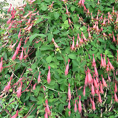 Leitches Road.<br>Photographer: Thomas Emmitt, Licence: All rights reserved. <a class='member-message' href='/nzpcn/why-join-nzpcn/' target='_blank'>Members can view a larger version of this image.</a>