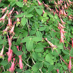 Leitches Road.<br>Photographer: Thomas Emmitt, Licence: All rights reserved. <a class='member-message' href='/nzpcn/why-join-nzpcn/' target='_blank'>Members can view a larger version of this image.</a>