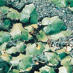 Tussilago farfara