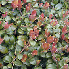 Ugni molinae.<br>Photographer: Department of Conservation, Licence: Public domain.