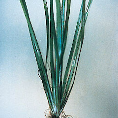 Vallisneria australis