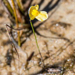 Lake Waikere, Kai Iwi Lakes, Northland.<br>Photographer: Jeremy R. Rolfe, Date taken: 08/03/2016, Licence: <a target='_blank' href='https://creativecommons.org/licenses/by/4.0'>CC BY</a>.