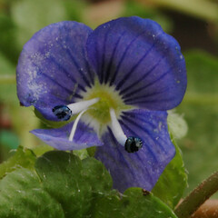 Flower with dark blue anthers; Bushy Park homestead garden.<br>Photographer: Colin C. Ogle, Date taken: 22/11/2016, Licence: <a target='_blank' href='https://creativecommons.org/licenses/by-nc/4.0'>CC BY-NC</a>. <a class='member-message' href='/nzpcn/why-join-nzpcn/' target='_blank'>Members can view a larger version of this image.</a>
