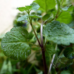 Stem node and leaves; Bushy Park homestead garden, Kaiiwi, Whanganui.<br>Photographer: Colin C. Ogle, Date taken: 22/11/2016, Licence: <a target='_blank' href='https://creativecommons.org/licenses/by-nc/4.0'>CC BY-NC</a>.