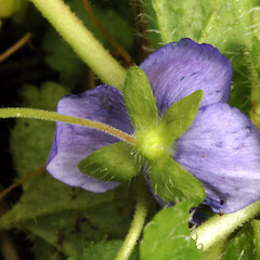 Sepals; Bushy Park homestead garden, Kaiiwi, Whanganui.<br>Photographer: Colin C. Ogle, Date taken: 22/11/2016, Licence: <a target='_blank' href='https://creativecommons.org/licenses/by-nc/4.0'>CC BY-NC</a>. <a class='member-message' href='/nzpcn/why-join-nzpcn/' target='_blank'>Members can view a larger version of this image.</a>
