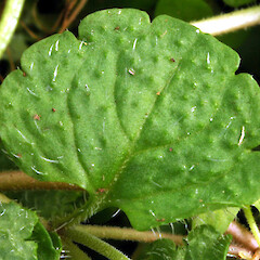 Leaf upper surface, crenate margins; Bushy Park homestead garden, Kaiiwi, Whanganui.<br>Photographer: Colin C. Ogle, Date taken: 22/11/2016, Licence: <a target='_blank' href='https://creativecommons.org/licenses/by-nc/4.0'>CC BY-NC</a>. <a class='member-message' href='/nzpcn/why-join-nzpcn/' target='_blank'>Members can view a larger version of this image.</a>