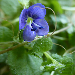 Flower with dark blue anthers; Bushy Park homestead garden.<br>Photographer: Colin C. Ogle, Date taken: 22/11/2016, Licence: <a target='_blank' href='https://creativecommons.org/licenses/by-nc/4.0'>CC BY-NC</a>. <a class='member-message' href='/nzpcn/why-join-nzpcn/' target='_blank'>Members can view a larger version of this image.</a>