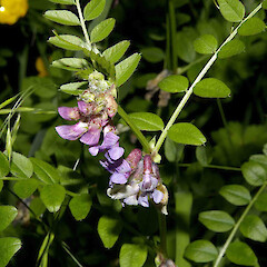 Vicia cracca.<br>Photographer: John Smith-Dodsworth, Licence: <a target='_blank' href='https://creativecommons.org/licenses/by-nc/4.0'>CC BY-NC</a>. <a class='member-message' href='/nzpcn/why-join-nzpcn/' target='_blank'>Members can view a larger version of this image.</a>