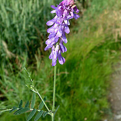 Vicia cracca.<br>Photographer: John Smith-Dodsworth, Licence: <a target='_blank' href='https://creativecommons.org/licenses/by-nc/4.0'>CC BY-NC</a>. <a class='member-message' href='/nzpcn/why-join-nzpcn/' target='_blank'>Members can view a larger version of this image.</a>