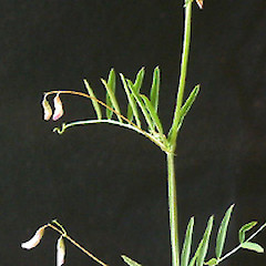 Vicia tetrasperma.<br>Photographer: John Smith-Dodsworth, Licence: <a target='_blank' href='https://creativecommons.org/licenses/by-nc/4.0'>CC BY-NC</a>.