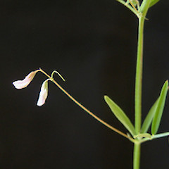 Vicia tetrasperma.<br>Photographer: John Smith-Dodsworth, Licence: <a target='_blank' href='https://creativecommons.org/licenses/by-nc/4.0'>CC BY-NC</a>.