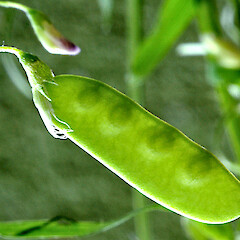 Seed pod. Gordon Park, Whanganui. Dec 2012.<br>Photographer: Colin C. Ogle, Licence: <a target='_blank' href='https://creativecommons.org/licenses/by-nc/4.0'>CC BY-NC</a>. <a class='member-message' href='/nzpcn/why-join-nzpcn/' target='_blank'>Members can view a larger version of this image.</a>